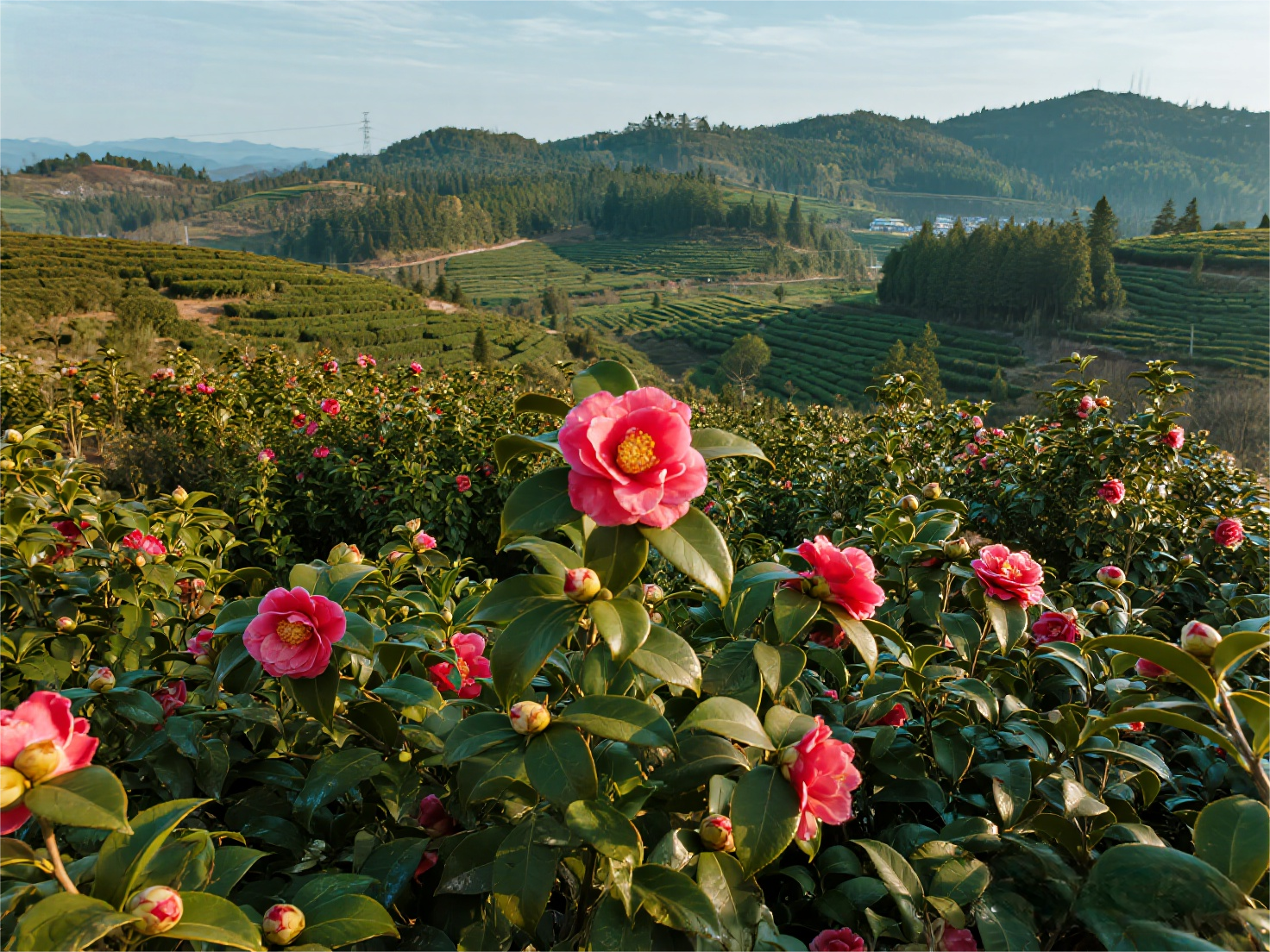 山茶花種植基地